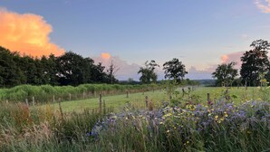 A field with wildflowers and tall grasses, a fence, and trees in the background.