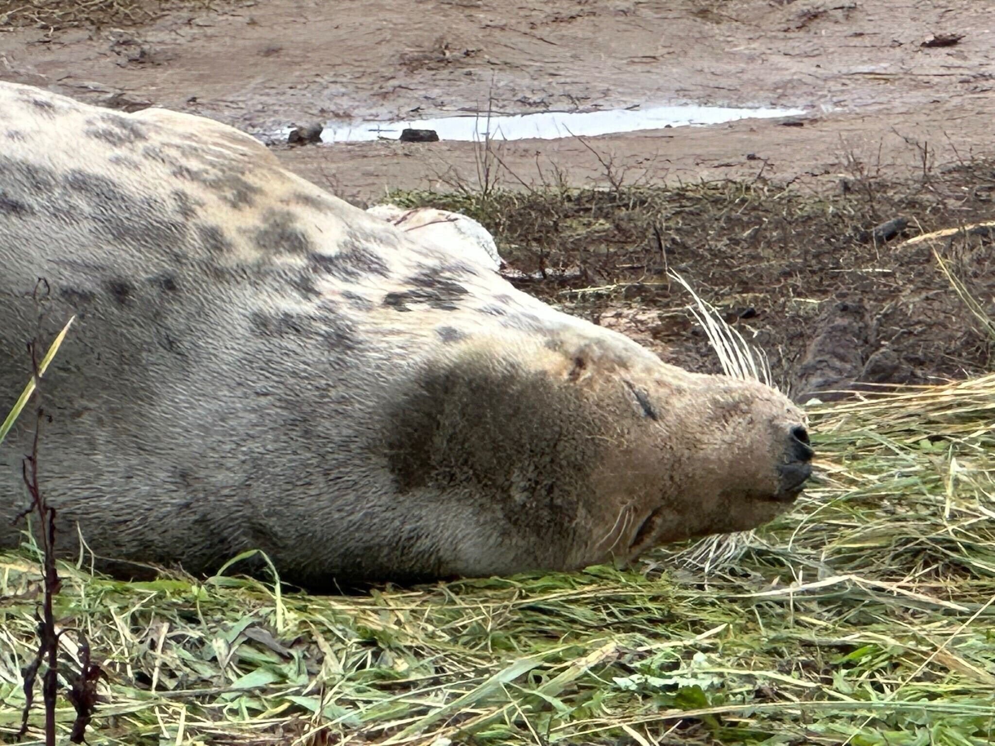 A large animal lying on the ground with sparse vegetation around.