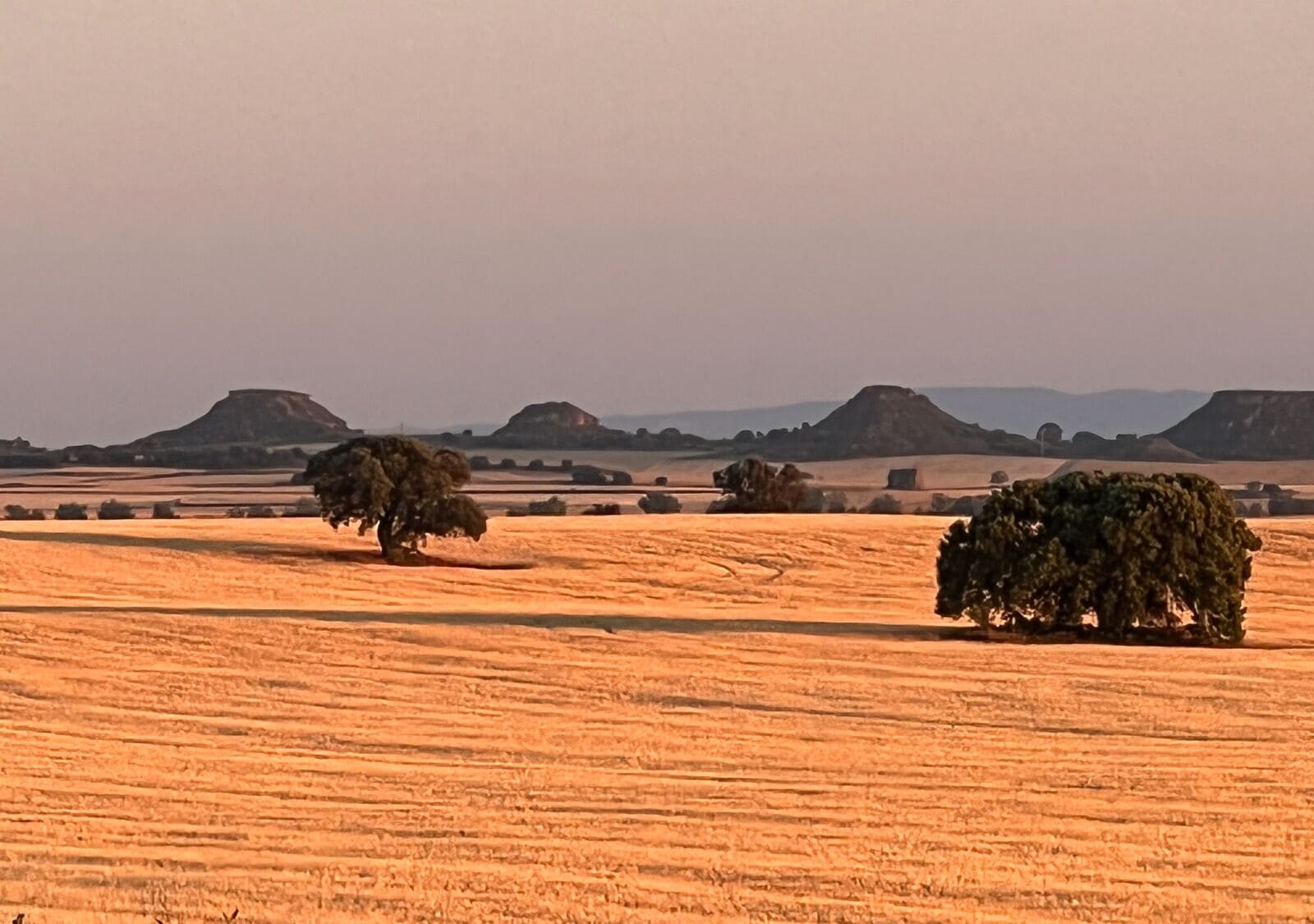 A vast, open field with a few scattered trees and distant hills.