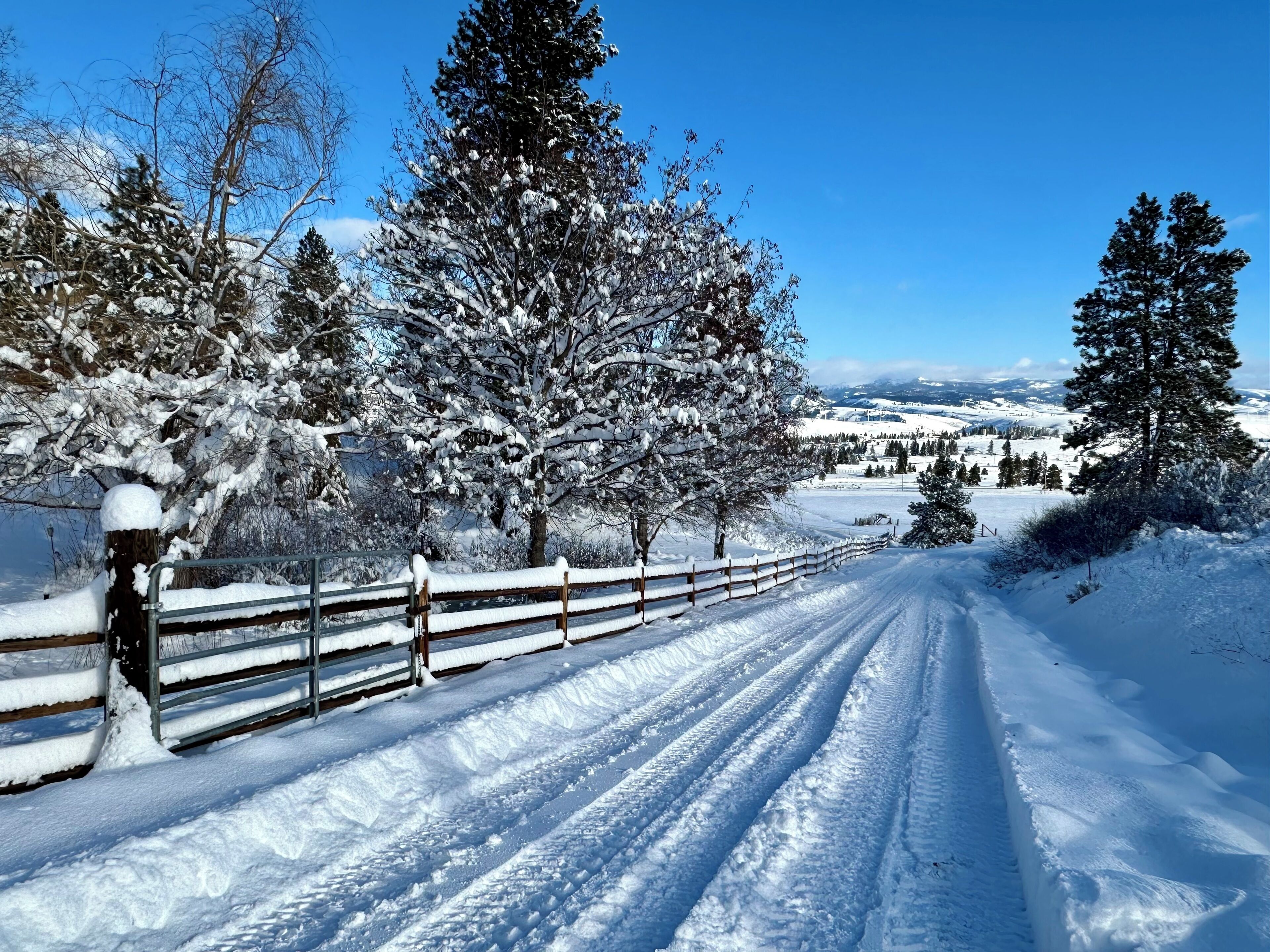 A snow-covered road with a wooden fence, trees, and a clear blue sky.