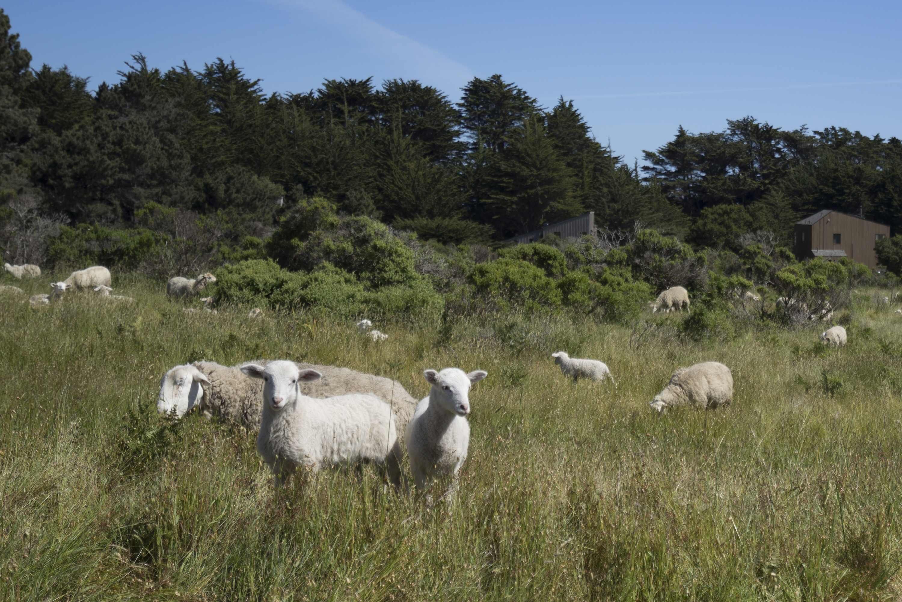 A grassy field with sheep and a building in the background.