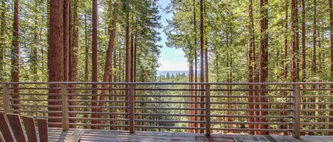 A wooden deck with chairs, surrounded by tall trees.
