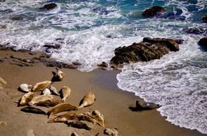 A sandy beach with waves crashing onto rocks. - Coastal Luxury: Chef Kitchen, Ocean Views, Hot Tub (Sea Ranch)