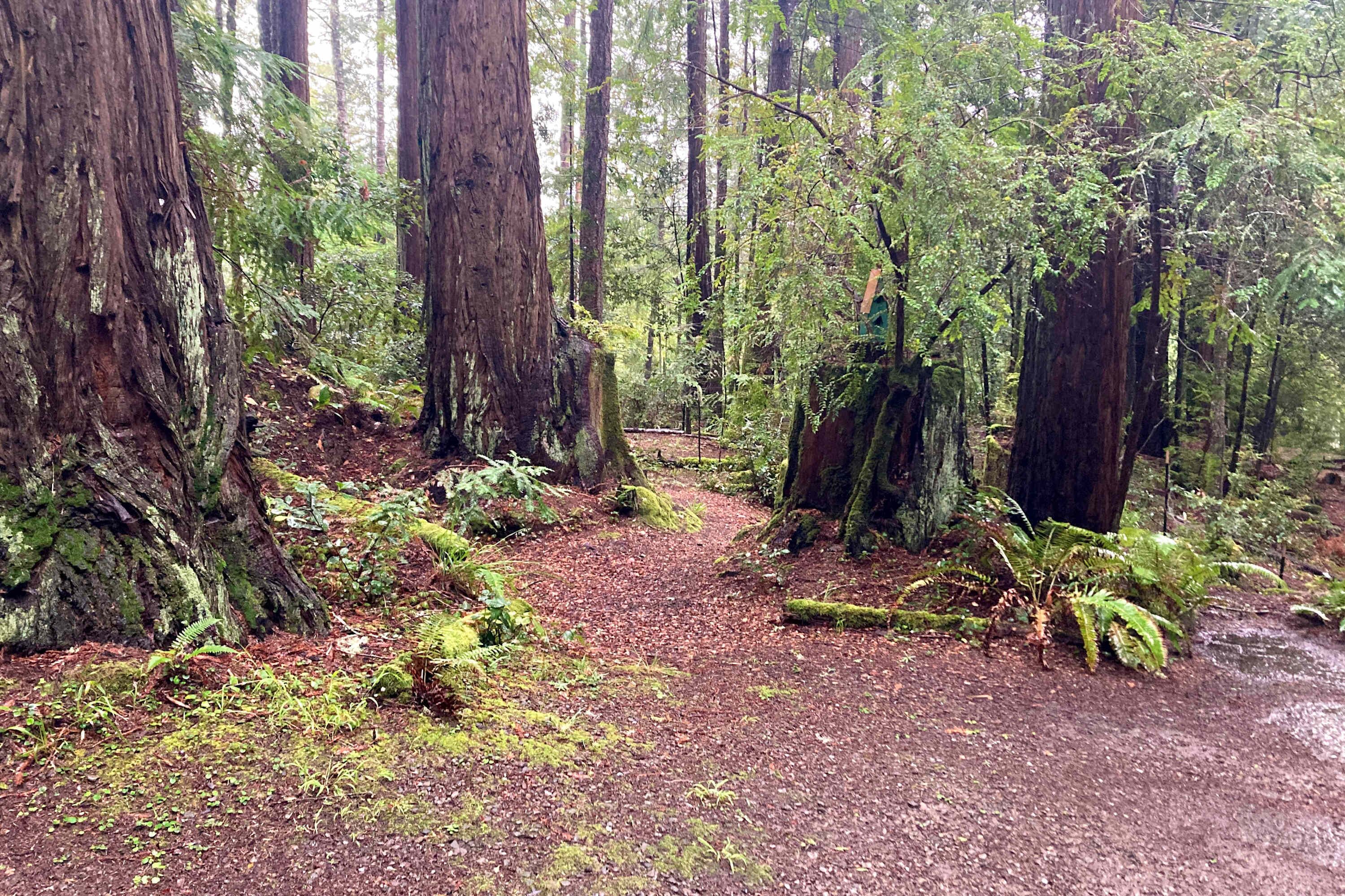 Explore the enchanting trails just steps away, where the sights and sounds of nature await your discovery.