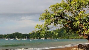 A beach with a large tree, calm water, and boats in the distance.