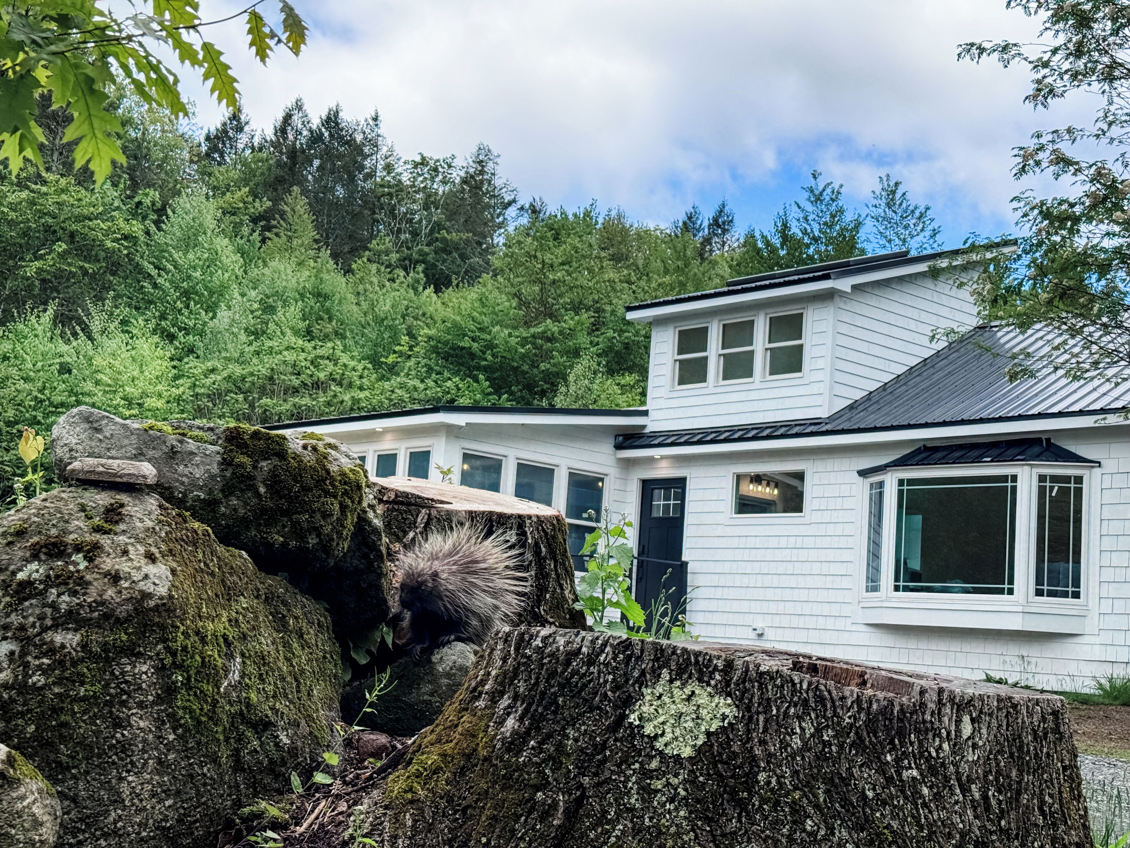 The Cottage at Quill Hollow resident porcupine!