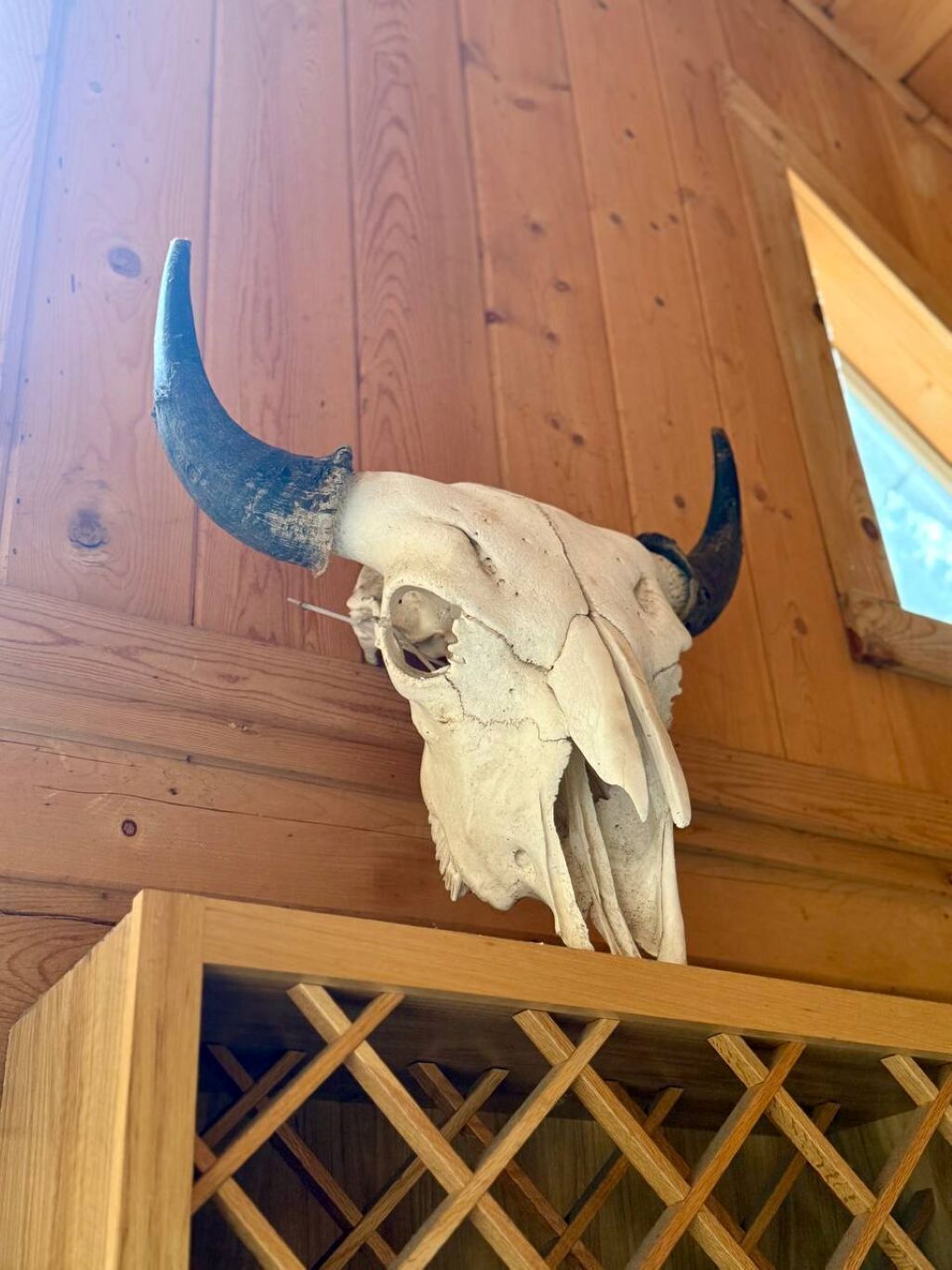 A wooden ceiling with a cow skull mounted on it.