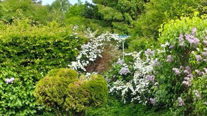 Ein üppiger Garten mit verschiedenen Sträuchern und blühenden Pflanzen.
