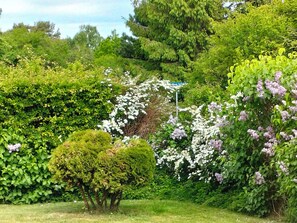 Un rigoglioso giardino con arbusti e piante da fiore.