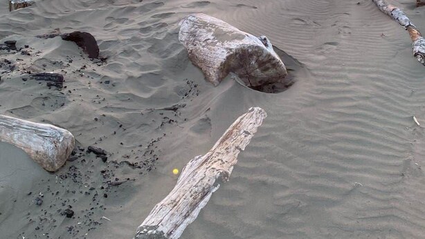 Una playa con ramas de madera a la deriva y rocas.
