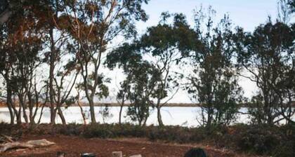 Numie - Cocoon Wattle