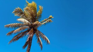 Eine Strandansicht mit einer Palme, einem hölzernen Rettungsschwimmerstuhl und blauem, wolkenlosem Himmel.