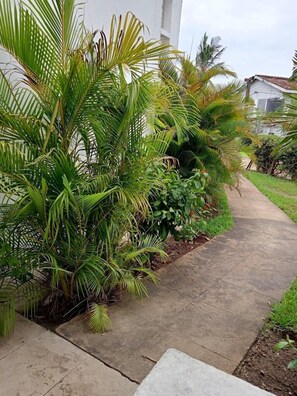Uma trilha de concreto ladeada por vegetação exuberante, incluindo palmeiras e arbustos.