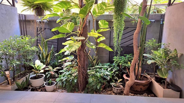 A variety of potted plants arranged in a garden area with a concrete wall and tiled floor. - Dad N Mom'S House By Thongnak Apartment (Pattaya)