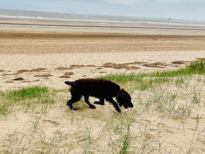 Una playa con arena, césped y un perro.