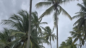 Un jardin tropical avec des palmiers, un petit bâtiment bleu et une zone herbeuse.