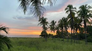 Un coucher de soleil sur un champ de grands palmiers.