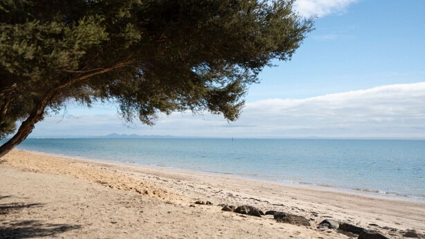 Une plage avec un arbre, un rivage sablonneux et une mer calme.