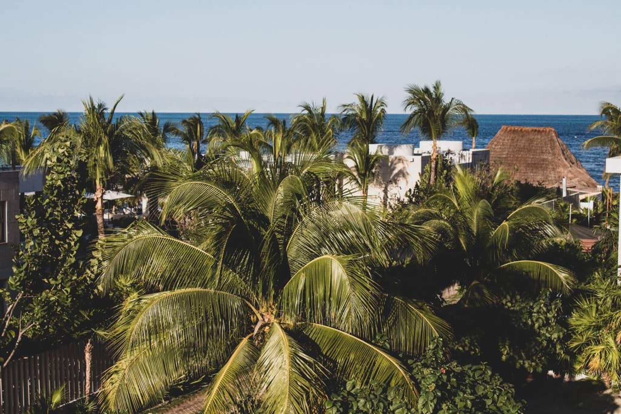 A coastal view with palm trees, a thatched-roof building, and a clear blue sky.