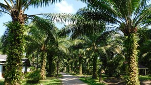 A pathway lined with palm trees and a building with a corrugated metal roof. - 057 resort (Sikao)