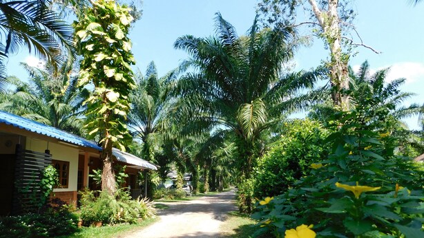 A rural road leading to a house with a corrugated metal roof, surrounded by lush greenery and palm trees. - 057 resort (Sikao)