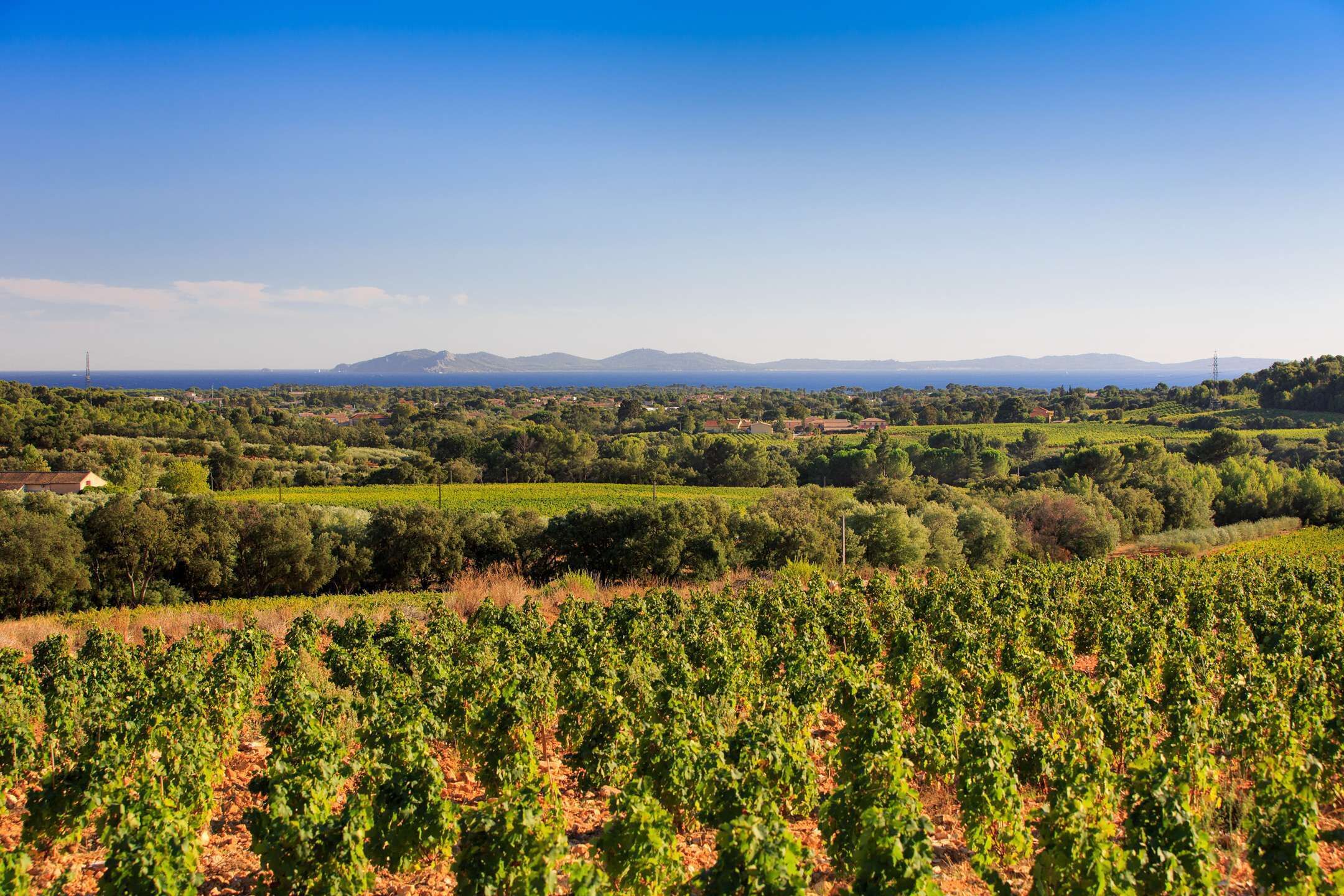 Ein Weinberg mit Reihen von Weinreben unter blauem Himmel.