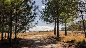 A dirt path flanked by tall pine trees leading to a distant horizon.