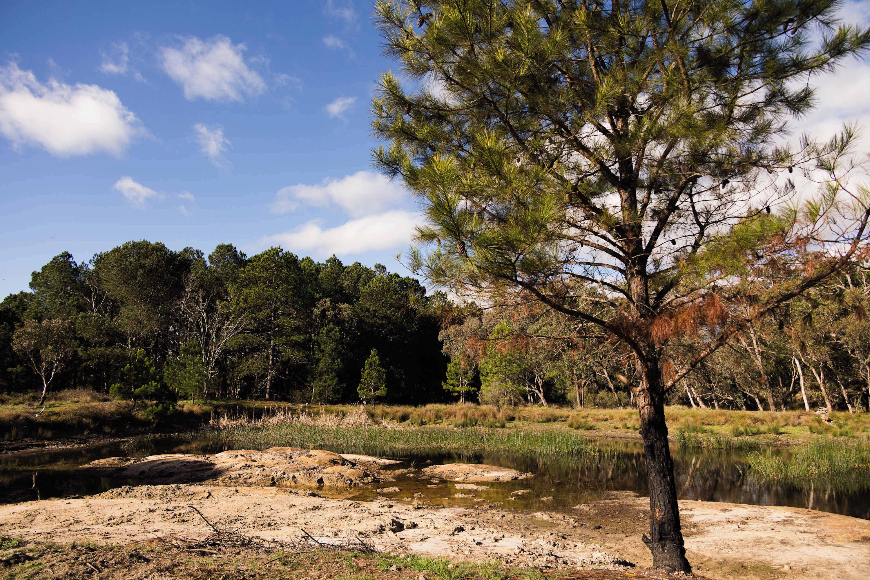 A natural landscape with a clear sky, a body of water, and a variety of trees.