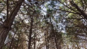 A dense forest with tall trees and pine cones.