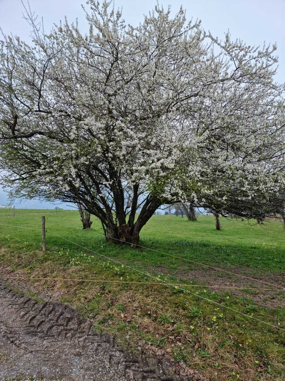 Un árbol con flores blancas en un campo cubierto de hierba.