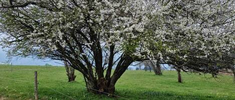 Un árbol con flores blancas en un campo cubierto de hierba.