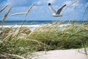 A seagull flying over a beach with grass in the foreground. - Duplex in Knokke With Stunning Sea Views (Knokke-Heist)