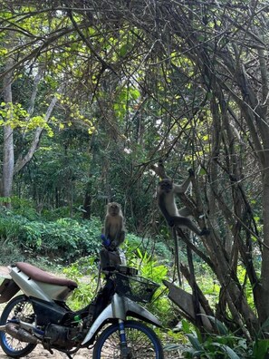 Miscellaneous - SeaSmile Beach Resort Koh Jum (Nuea Khlong)