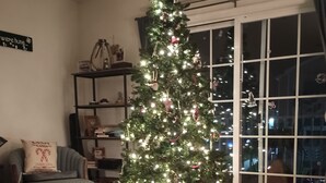 A living room with a Christmas tree, a dog lying on the floor, a bookshelf, and a window with reflections. - Gorgeous 3-bedroom apartment in adorable Harrington perfect for relaxing (Harrington)