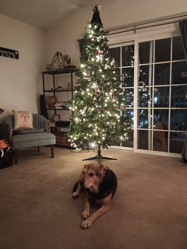 A living room with a Christmas tree, a dog lying on the floor, a bookshelf, and a window with reflections.
