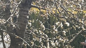 Un árbol con ramas y flores blancas.