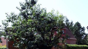 Ein Außenbereich mit Sitzgelegenheit, einem Tisch und Stühlen, umgeben von einer Pflasterterrasse und einem großen Baum.