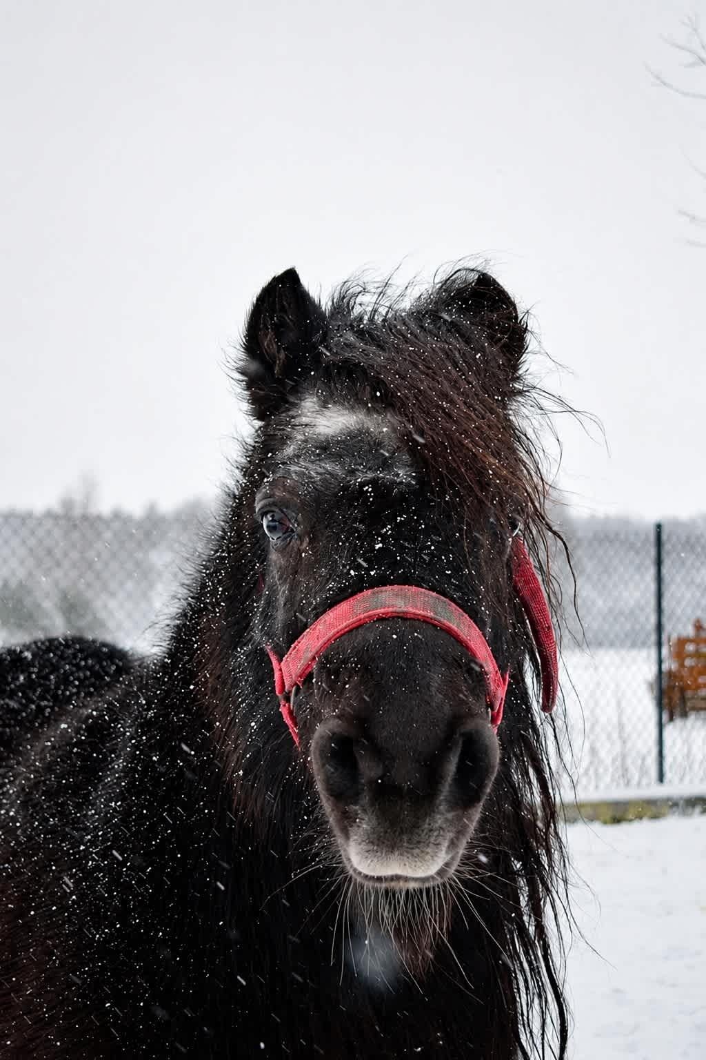 A horse with a red halter in a snowy environment.