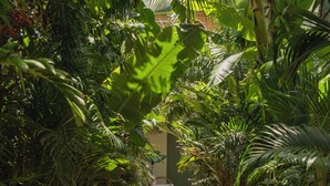 Un sendero bordeado por exuberante vegetación tropical que conduce a un edificio con una silla blanca y una puerta.