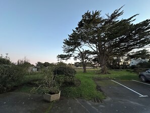 Un estacionamiento con un árbol grande y una planta en maceta.