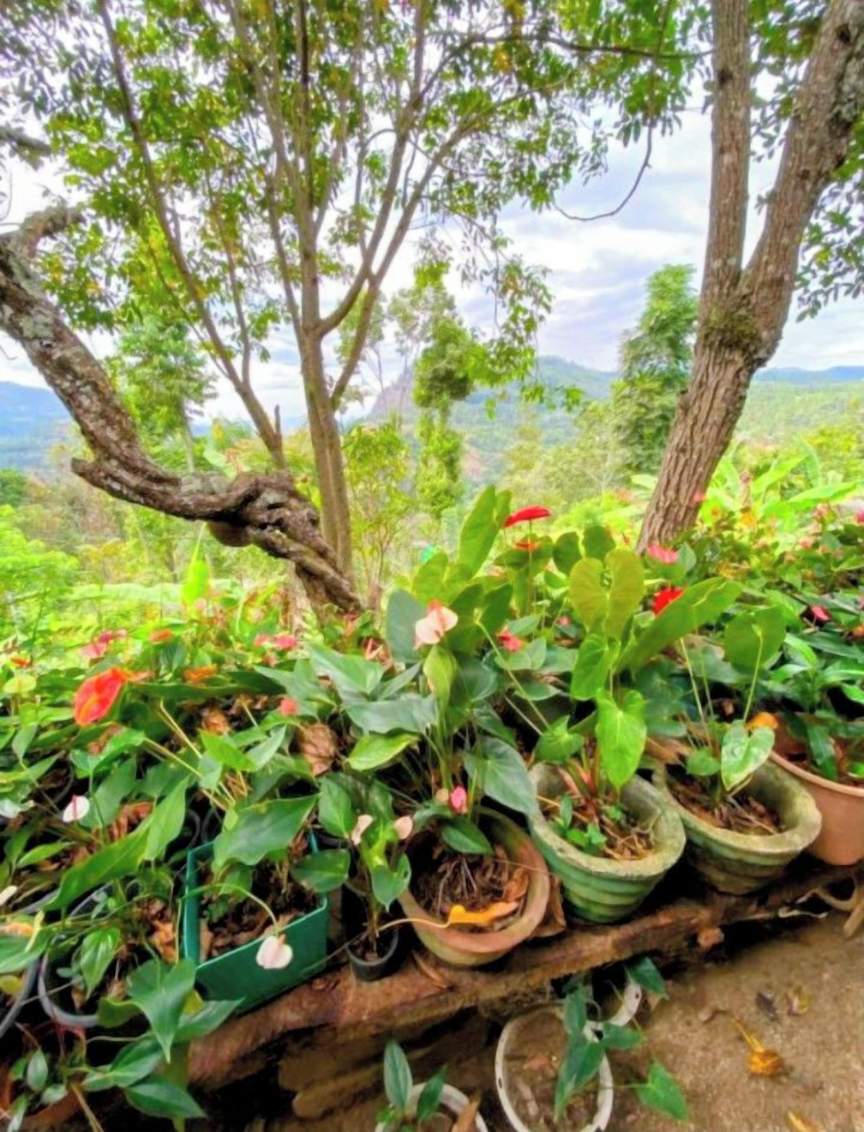 A garden with potted plants and trees, a wooden bench, and a view of the landscape.