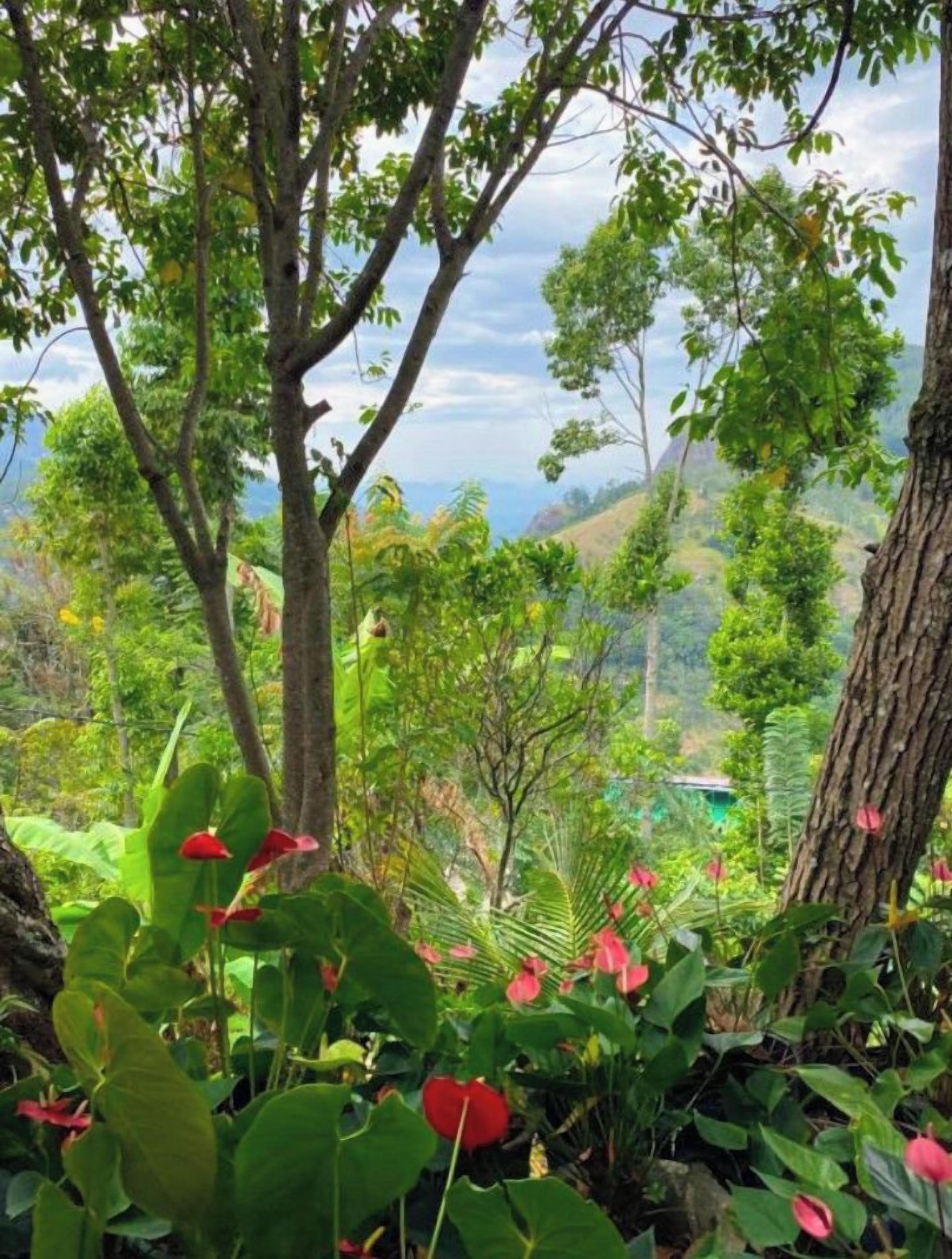 Un exuberante jardín con diversas plantas y árboles.
