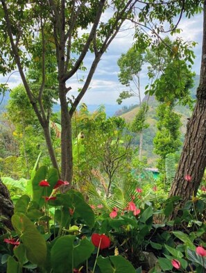Un exuberante jardín con diversas plantas y árboles.
