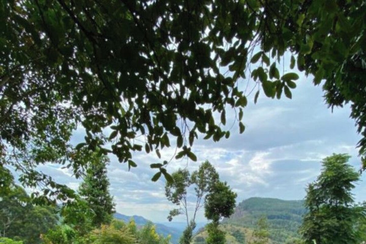 Üppige grüne Landschaft mit dichtem Blätterwerk und einer roten Blüte im Vordergrund.