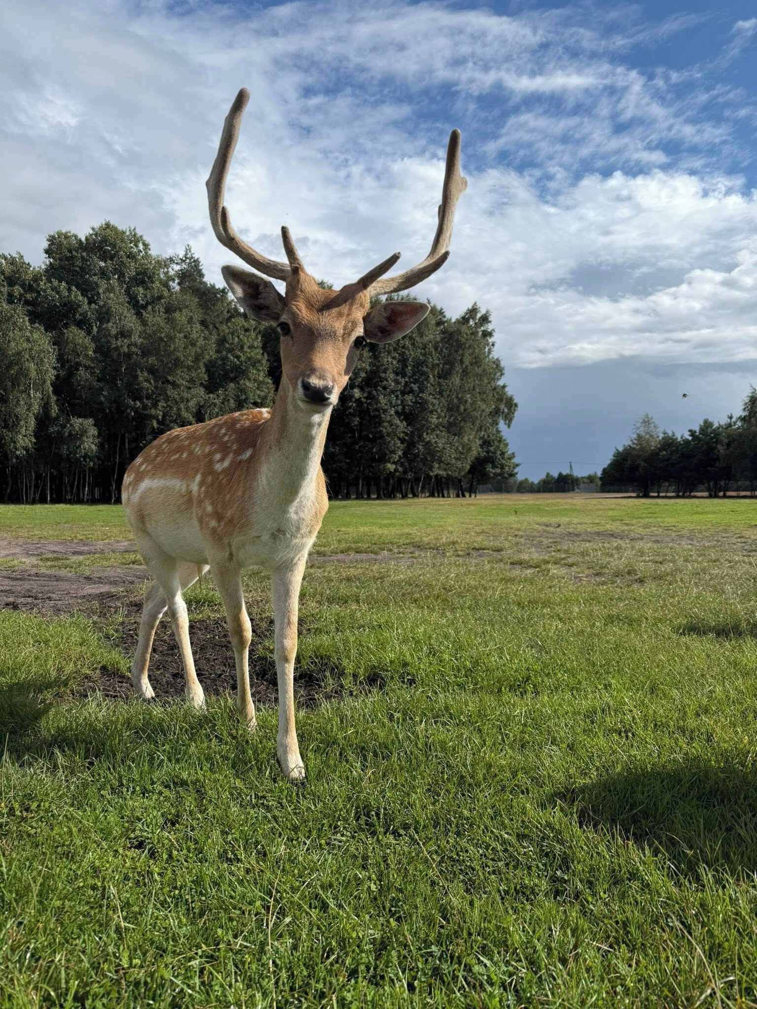 Ein Reh auf einer Wiese, im Hintergrund Bäume.