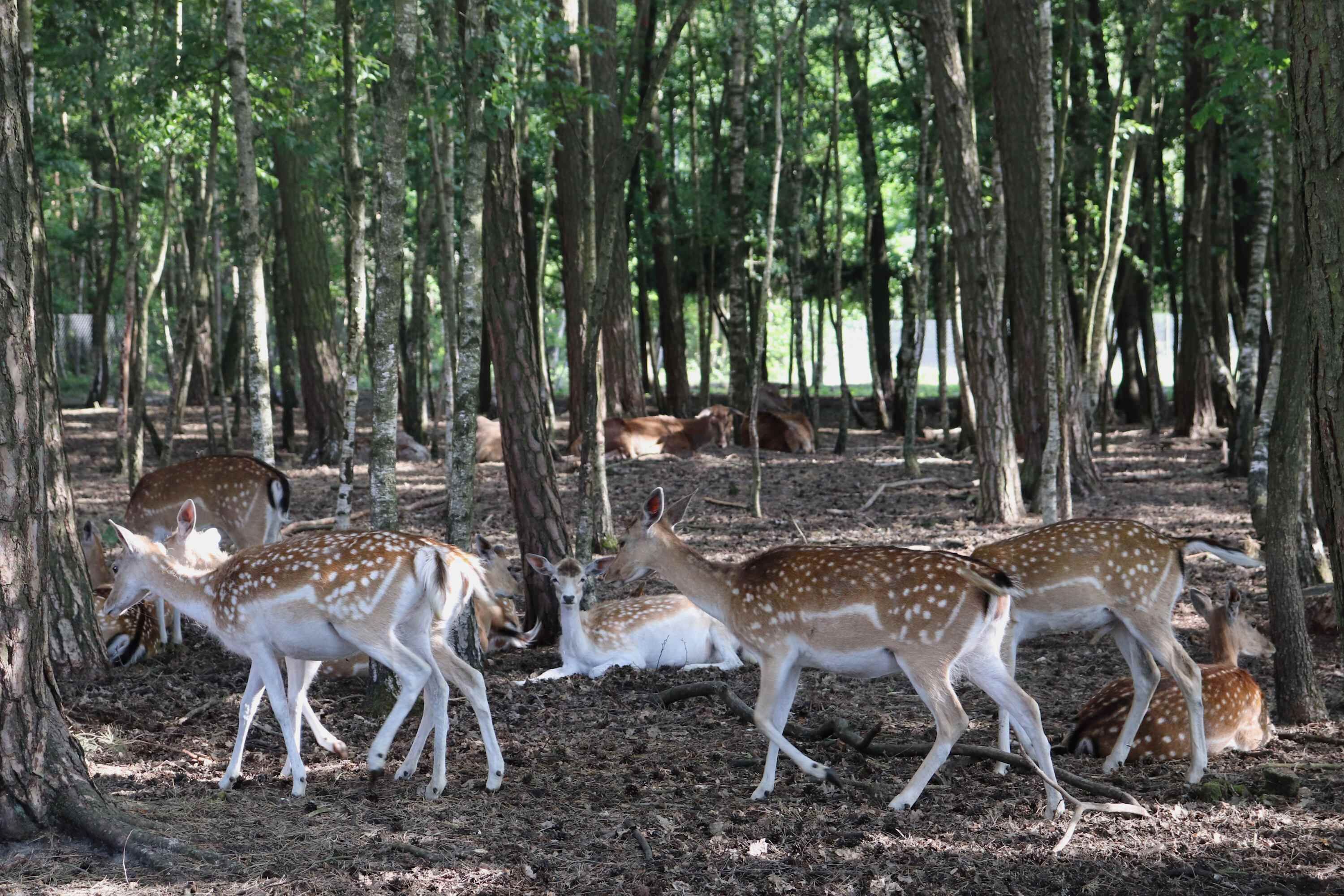 Uma floresta com veados, árvores e o chão coberto de folhas e galhos.