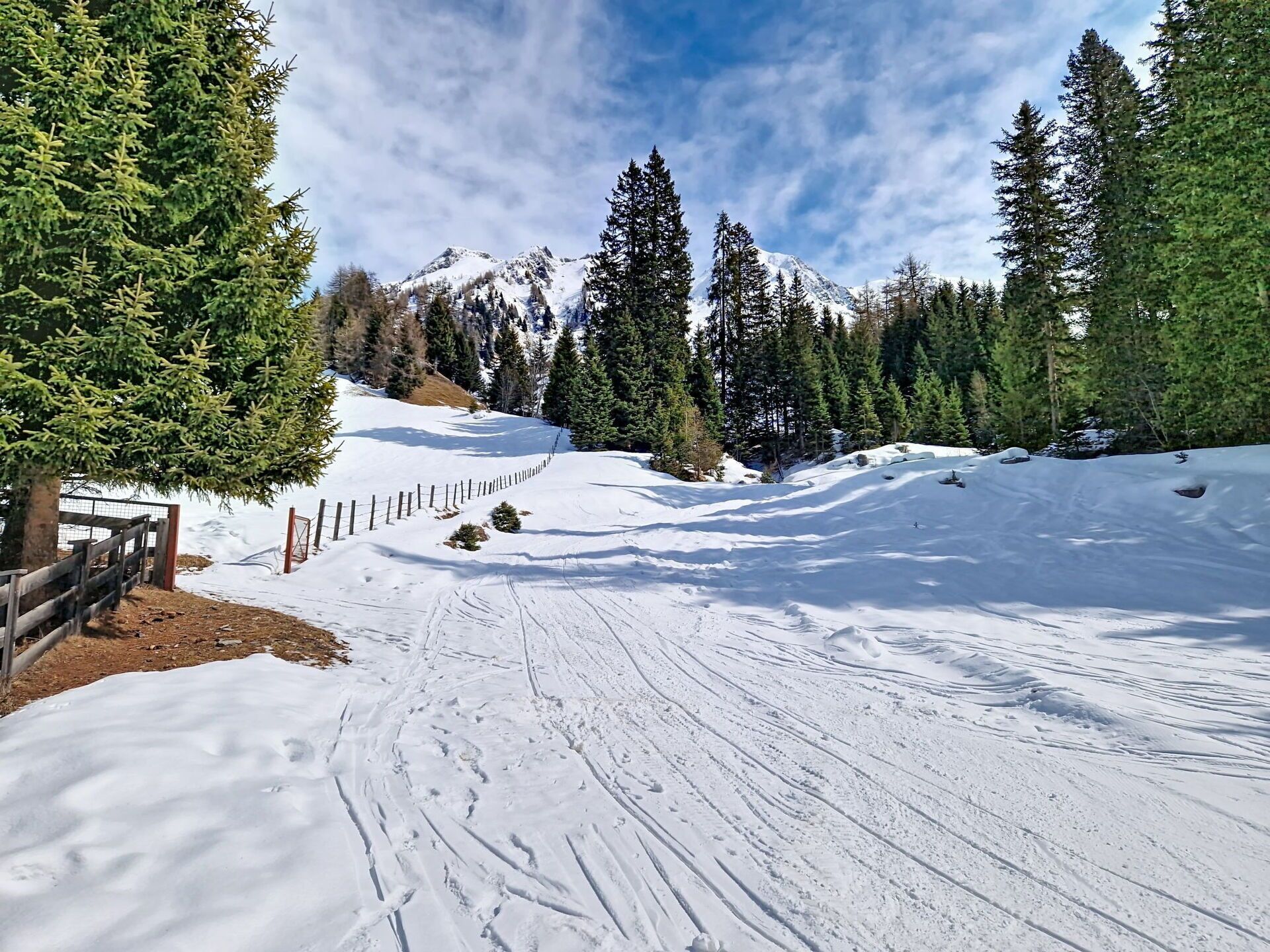 Neige, Arbre, L'Hiver, Branche, Terrain, Région Sauvage, Forêt, Gelé, Mélèze