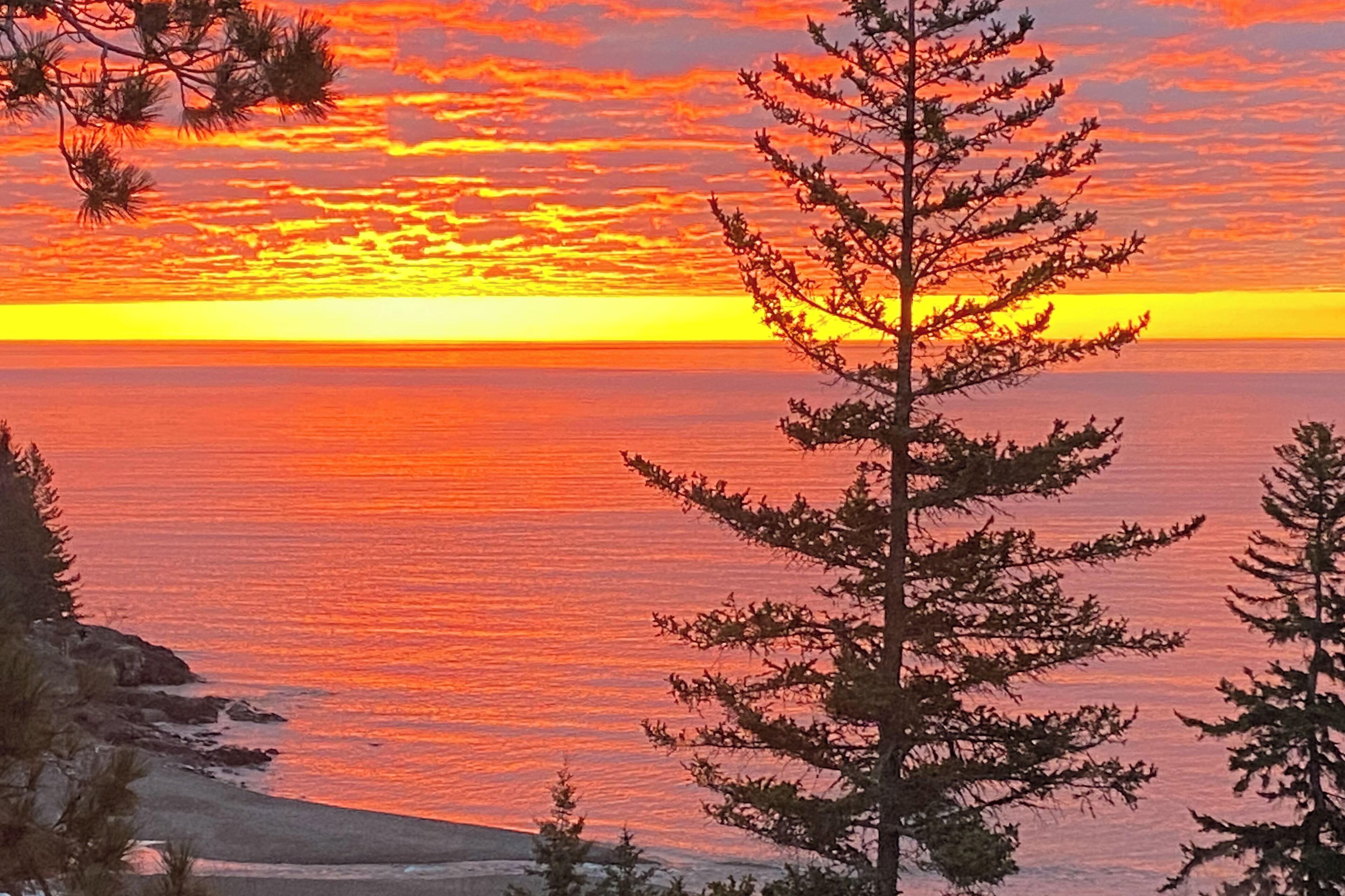 A sunset over a body of water with a tree in the foreground.