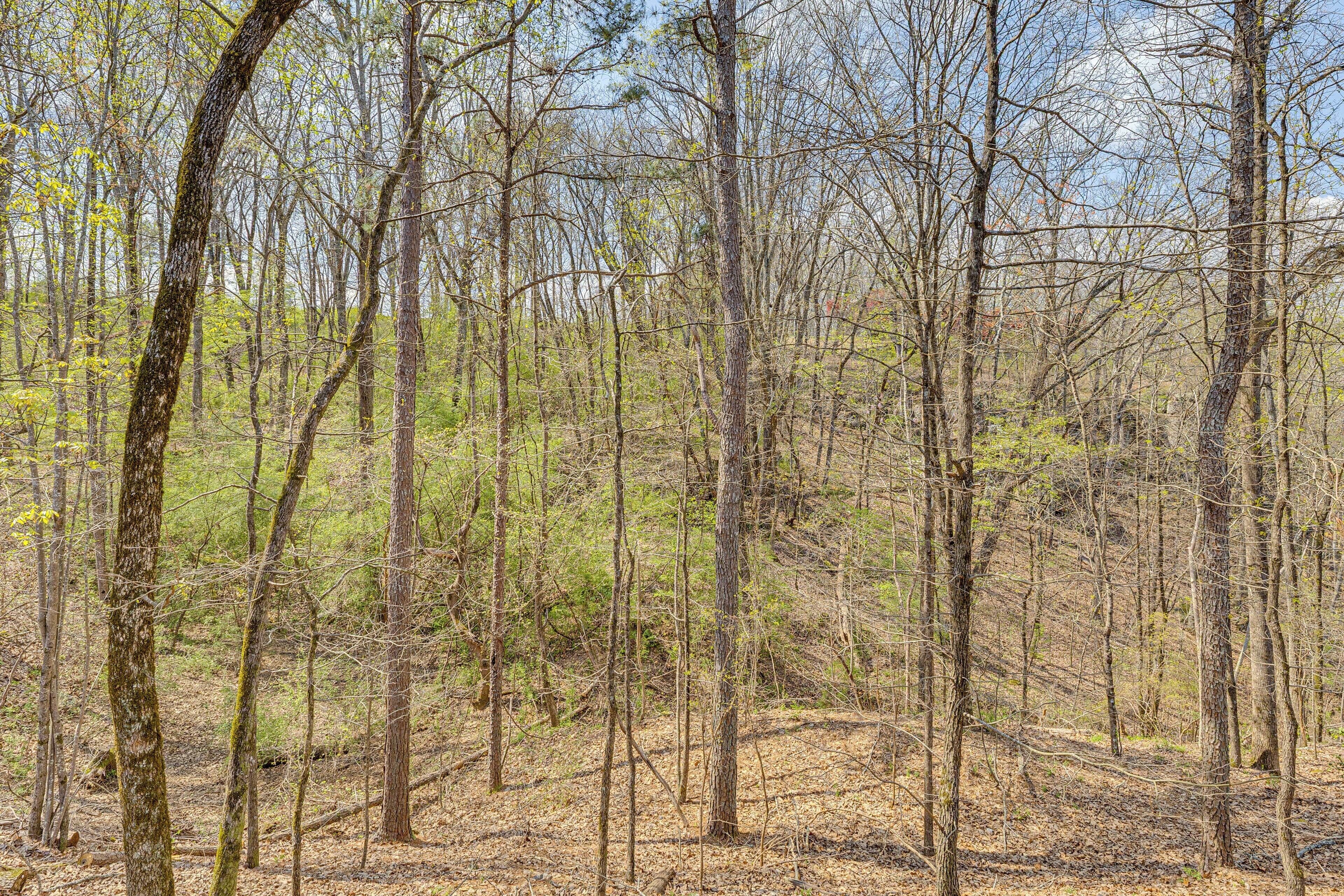A forested area with numerous trees and a ground covered in dry leaves.