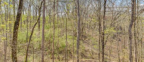 A forested area with numerous trees and a ground covered in dry leaves.
